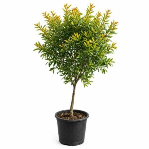 a0044