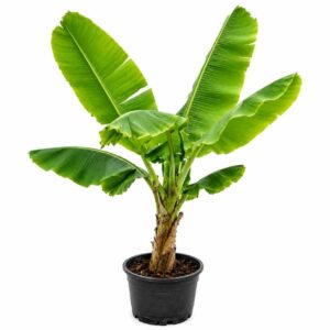 a1158