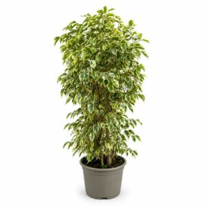 a1173