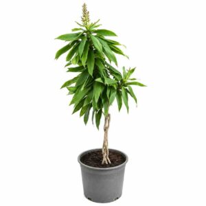 a1175