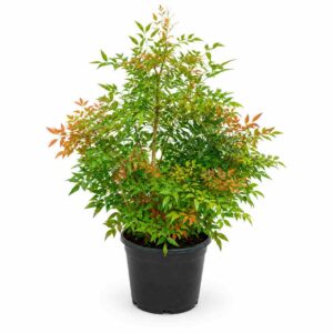 a0903