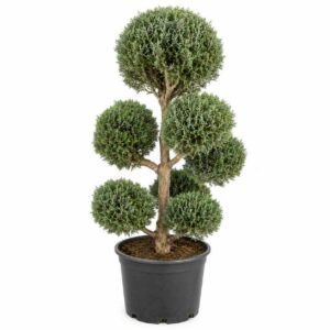 a1185