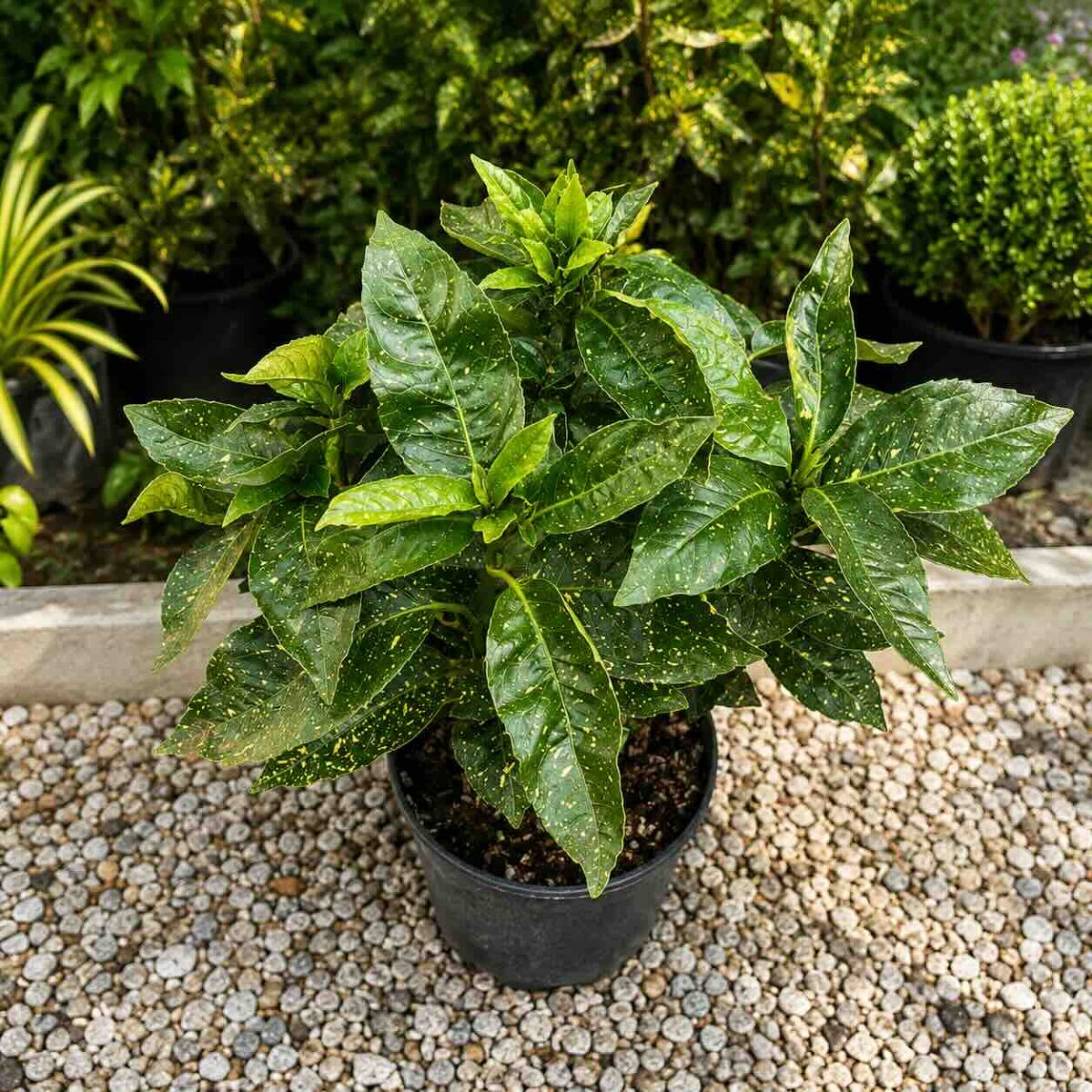 aucuba japonica 24 aucuba japonica 24