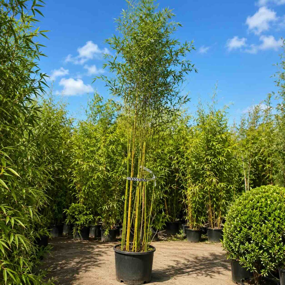 bamboo aurea a511 bamboo aurea a511