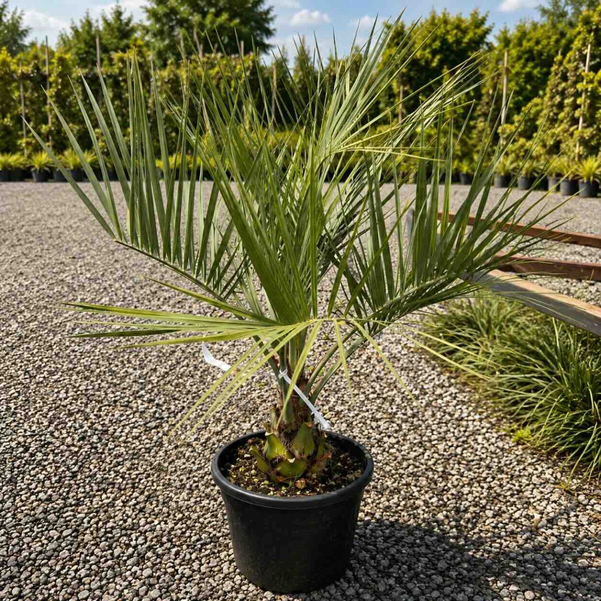 butia 738 butia 738