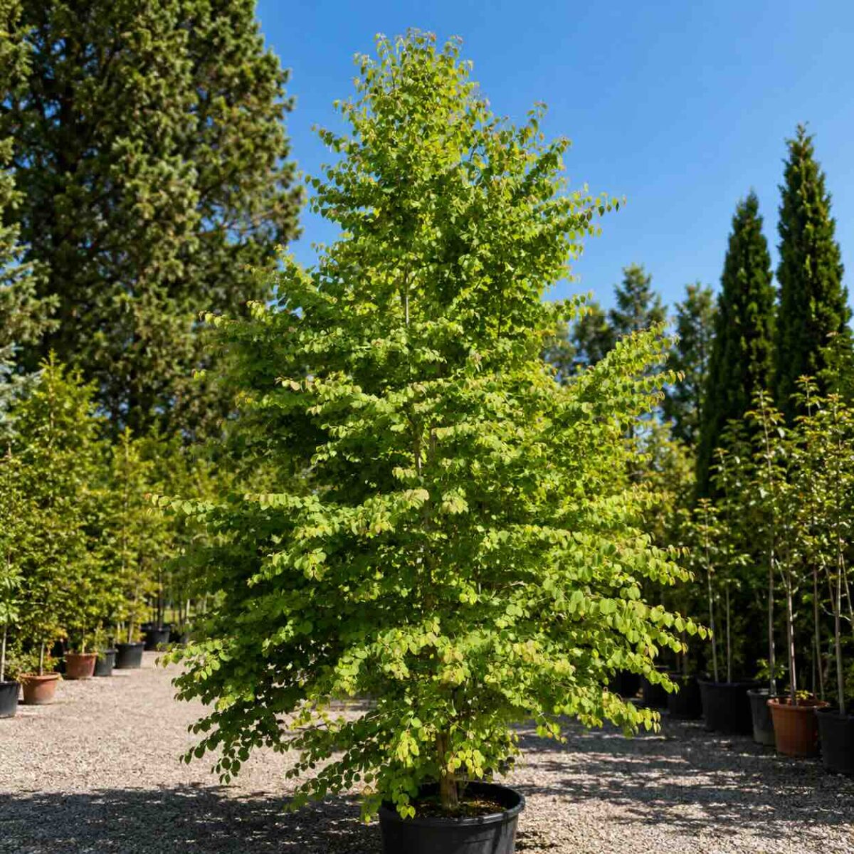cercidiphyllum 744 cercidiphyllum 744