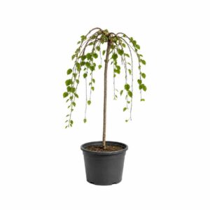 a0635