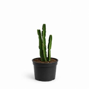 a0933
