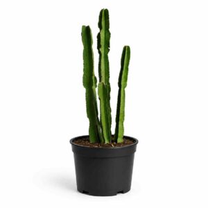 a0935