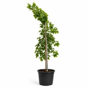 a1106