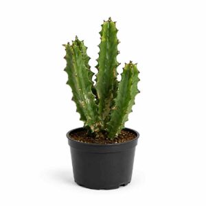a1308