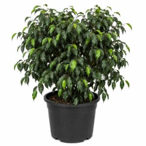 a1341