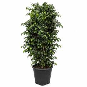 a1343