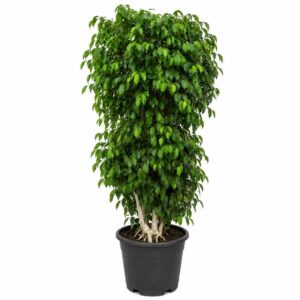 a1344