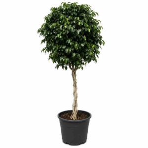 a1345
