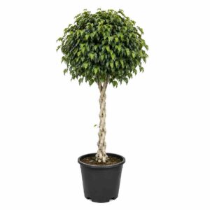 a1349