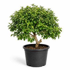 a1371