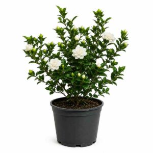 a0850