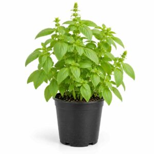 a0319