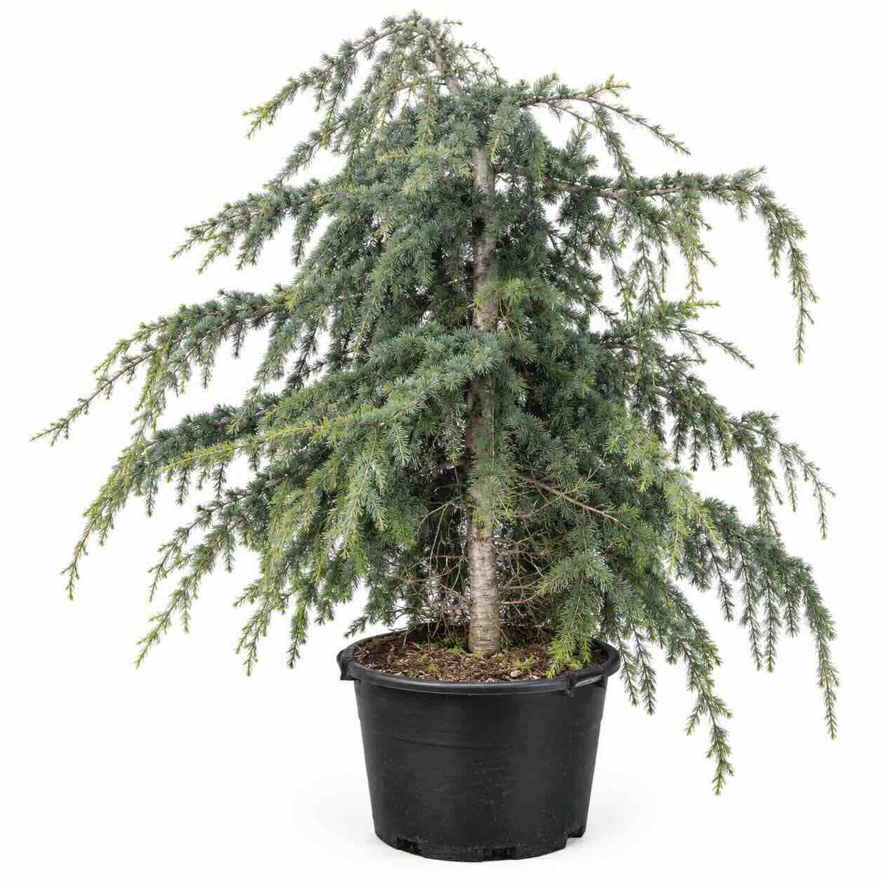a0698 a0698