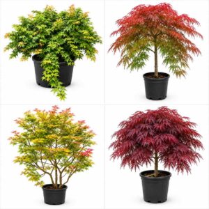 acer collection